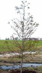 Dawn Redwood spring tree