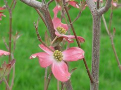 Flowering Dogwood blossom