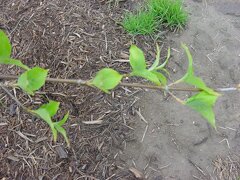 Flowering Dogwood branch