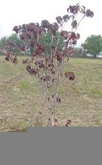 Flowering Dogwood fall