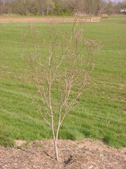 Flowering Dogwood spring