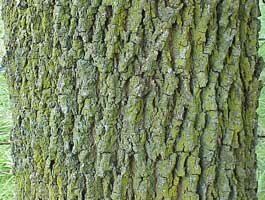 Green Ash bark