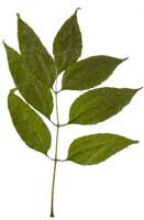 Green Ash leaf