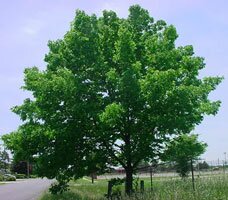 Green Ash tree spring