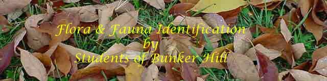 Flora and Fauna Identification by Students of Bunker Hill, IL