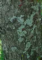 Washington Hawthorn bark