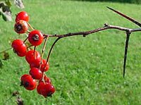 Washington Hawthorn berries