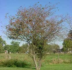 Washington Hawthorn fall