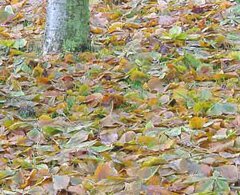 Horse Chestnut fall leaves