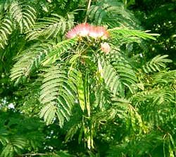 Mimosa flower