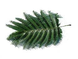 Mimosa leaf