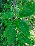 Peachleaf Willow branch