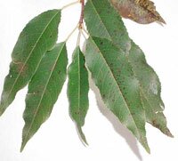 Peachleaf Willow leaves