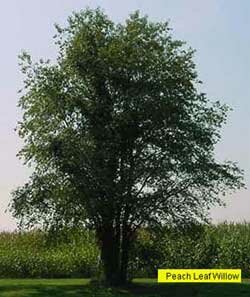 Peachleaf Willow summer