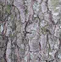 Peachleaf Willow bark