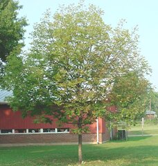Purple Autumn Ash summer tree