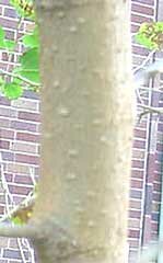 Red Mulberry bark - MES