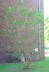 Red Mulberry tree - MES