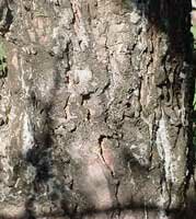 Red Pine bark