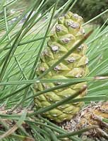 Red Pine cone