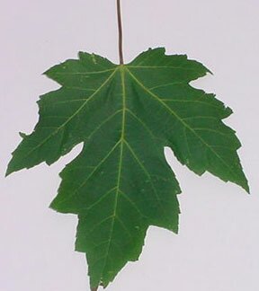 Silver Maple leaf
