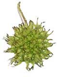 Sweet Gum ball (fruit)