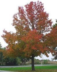 Sweet Gum fall