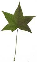 Sweet Gum leaf