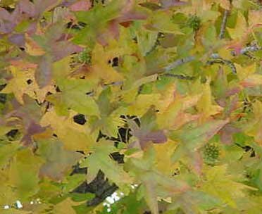 Sweet Gum leaves