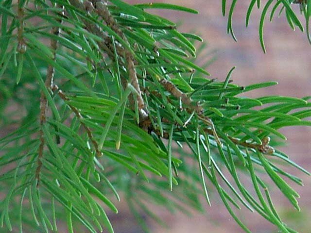 White fir needles