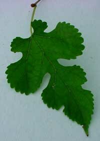 Red Mulberry leaf - BHHS